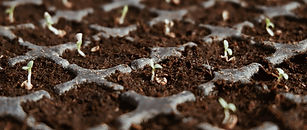 seedling1.jpg