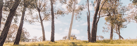 eucalypt 2.jpg
