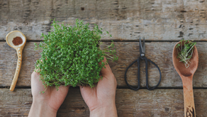 Brotes y microvegetales