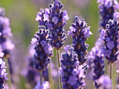Lavanda