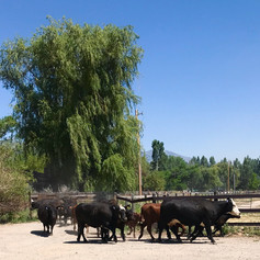 A visit from a herd