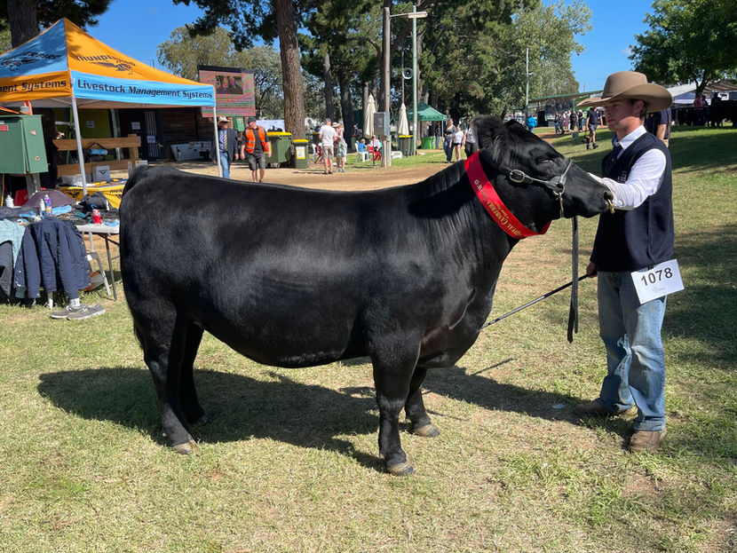 Jackaroo Angus Stud - HVB Buxom Fancy T16 Award Winning Female, Daughter of Conley South Point 8362 - Embryos with Sitz Feat Available Now