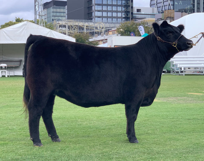 Jackaroo Angus Stud - HVB Buxom Fancy T16 Award Winning Female, Daughter of Conley South Point 8362 - Embryos with Sitz Feat Available Now