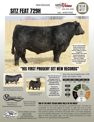 Sitz Feat 729H - Genetics Available at Jackaroo Angus Stud, Australia