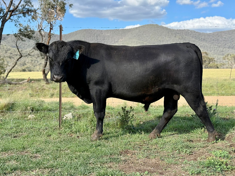 SOLD: ARNIE U12