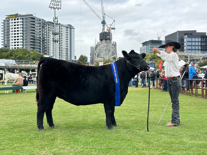 Jackaroo Angus Stud - HVB Buxom Fancy T16 Award Winning Female, Daughter of Conley South Point 8362 - Embryos with Sitz Feat Available Now