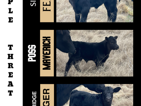 TRIPLE THREAT: The Next Generation Arrives at Jackaroo Angus Stud