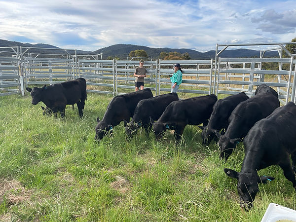 Jackaroo Angus Stud - Elite Angus Stud Breeding