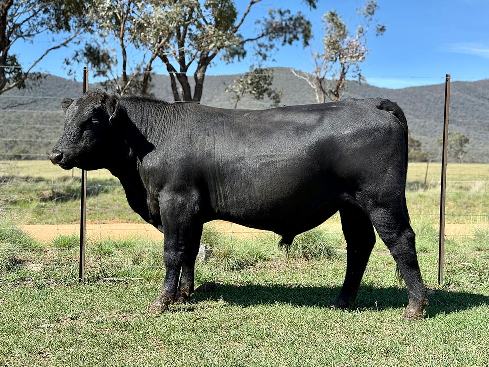 SOLD: FILIPO U15