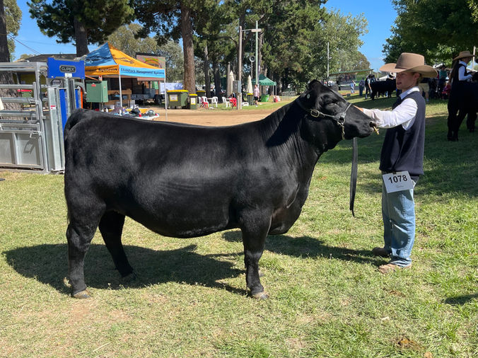 Jackaroo Angus Stud - HVB Buxom Fancy T16 Award Winning Female, Daughter of Conley South Point 8362 - Embryos with Sitz Feat Available Now