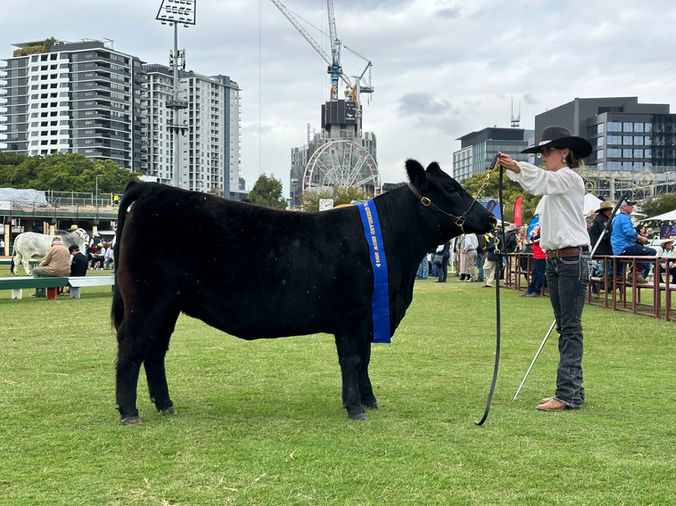 Jackaroo Angus Stud - HVB Buxom Fancy T16 Award Winning Female, Daughter of Conley South Point 8362 - Embryos with Sitz Feat Available Now