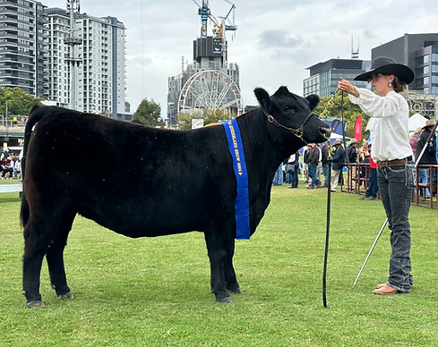 Jackaroo Angus Stud - Hidden Valley Beef Buxom Fancy T16 Royal Brisbane Show