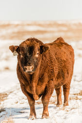lockwood cattle-150.jpg