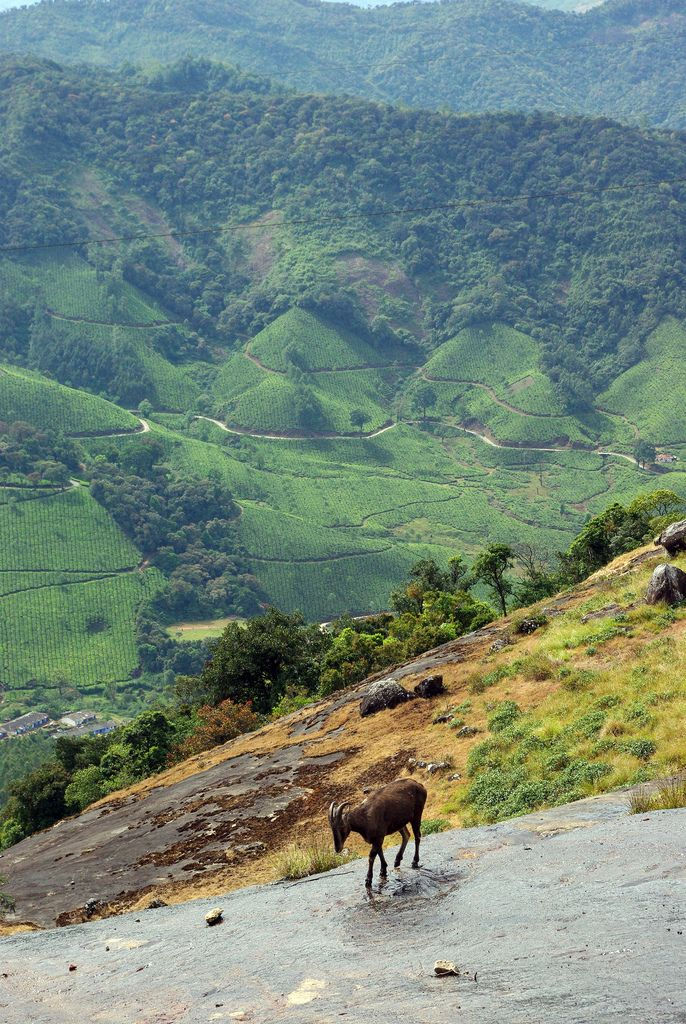 Thumbnail: Munnar, Thekkady & Alleppey: Kerala's Trio of Tranquility