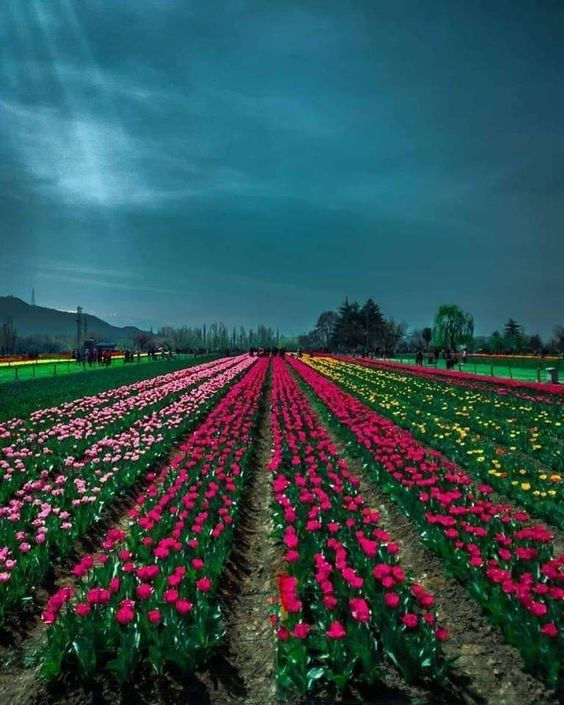 Thumbnail: Scenic Shimla and Manali tour package