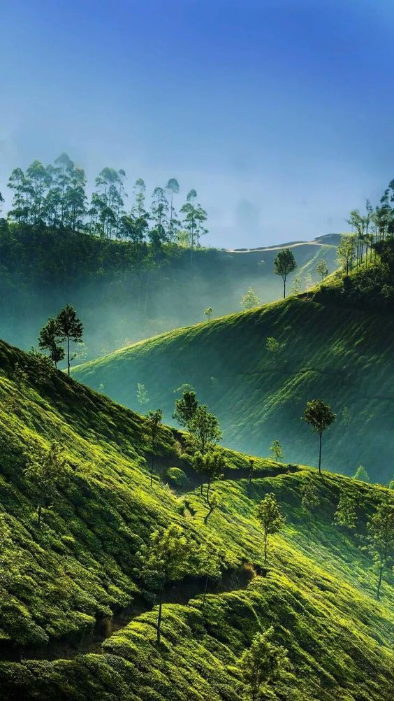 Thumbnail: Magnificent Ooty and kodaikanal holiday package for 5 days