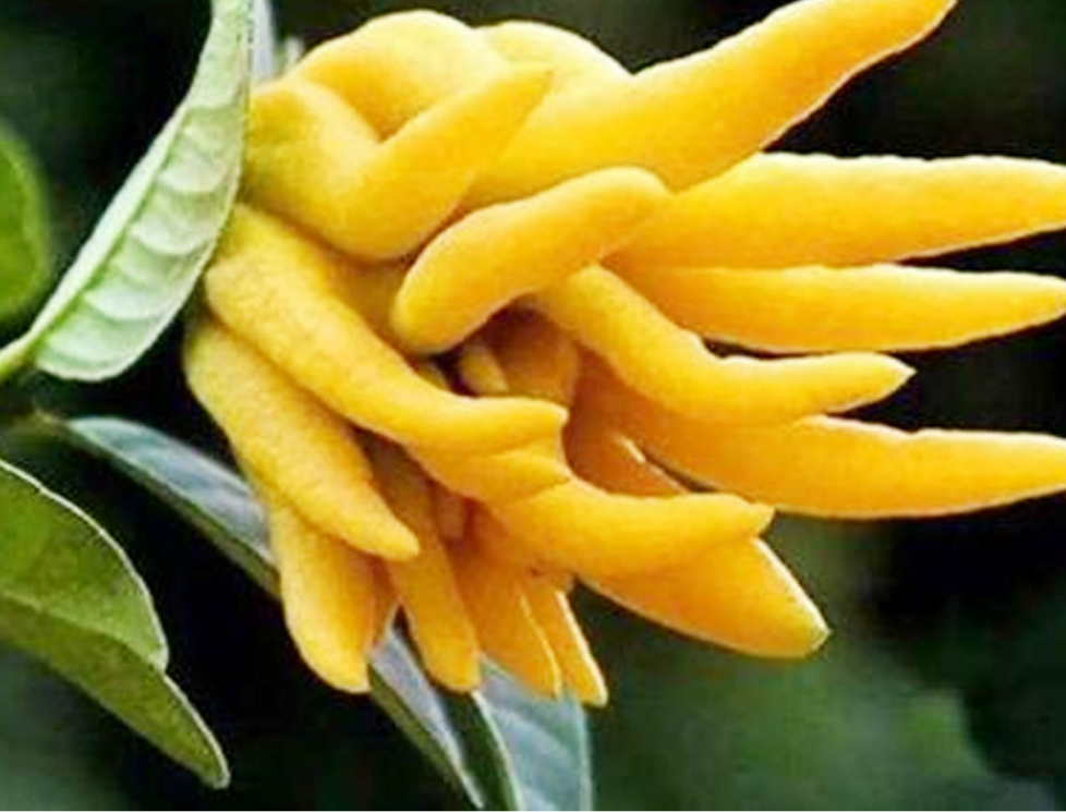 Miniatura: Finger Citron，Chinese Herbal Tea Wholesale