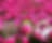 Thumbnail: Peony Tea, Chinese Herbal Tea Wholesale