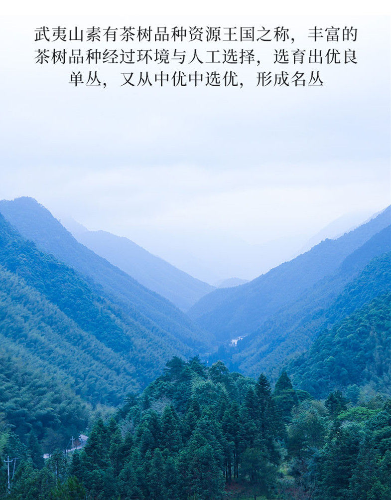 Miniatura: Wuyi Jin Mao Hou Tea(Rare Tea), Wuyi Rock Tea Wholesale