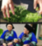 Thumbnail: Baojing Huang Jin Tea/Gold Tea, Chinese Green Tea Wholesale