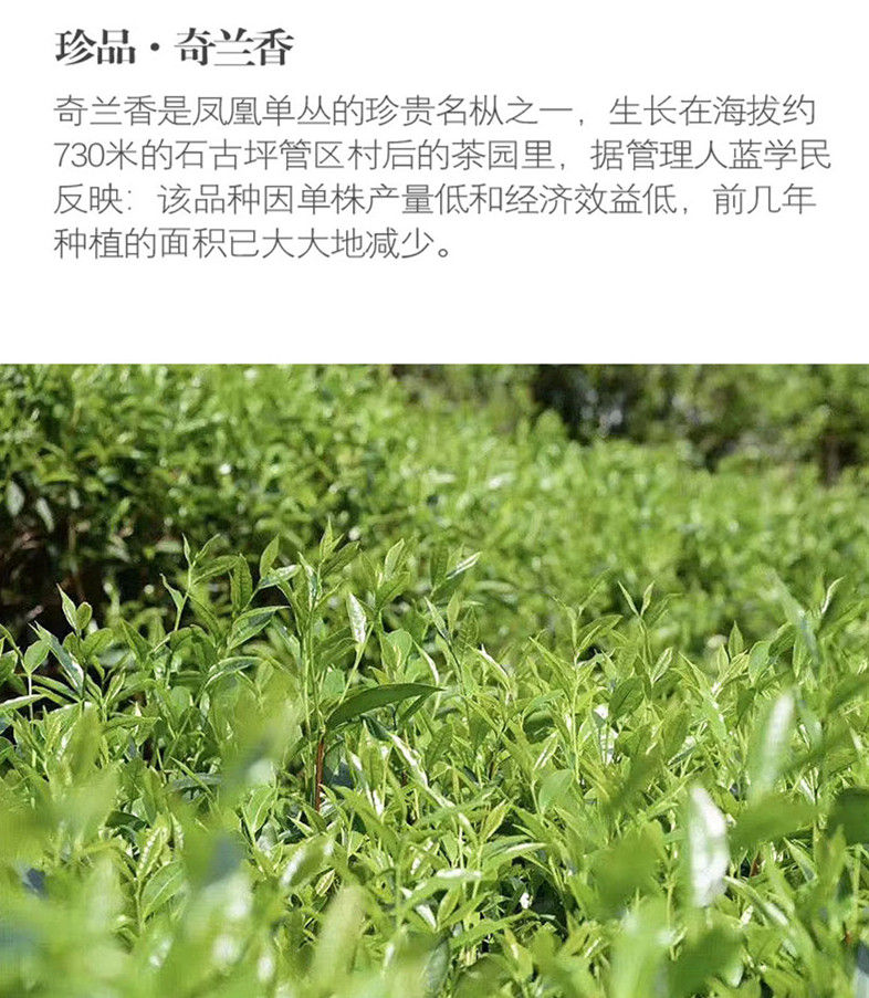 Миниатюра: QiLanXiang Dancong, Phoenix Dancong Oolong Tea Wholesale