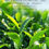 Miniaturbild: Shan Lin Xi Mountain Oolong Tea Wholesale