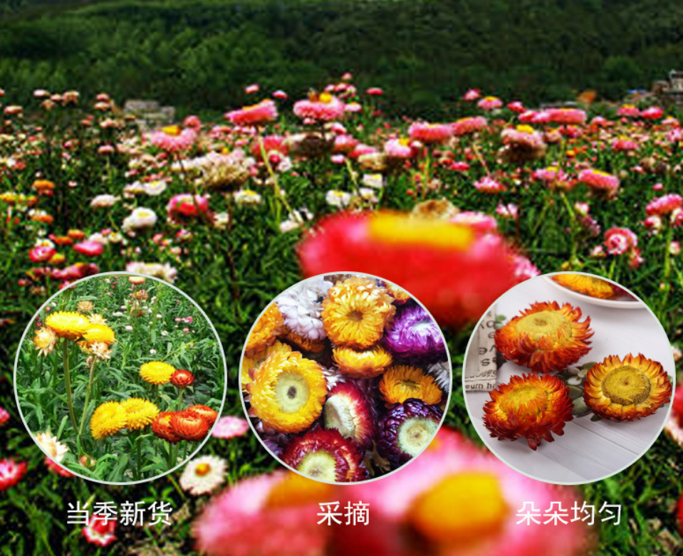 Miniaturbild: Bracteantha bracteata，Chinese Herbal Tea Wholesale