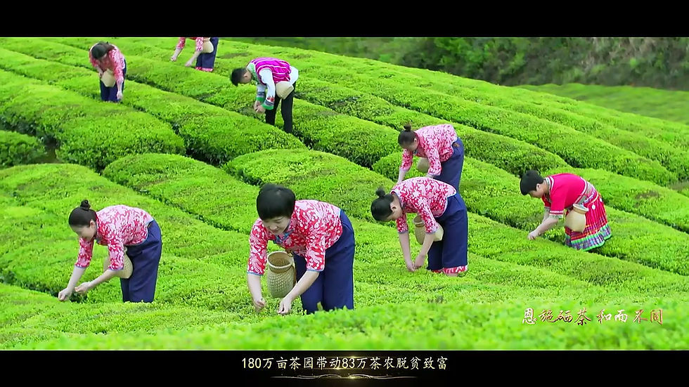 Miniature : Yihong Gongfu Black Tea/Enshi Se-enriched Black Tea