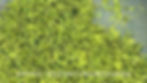 Thumbnail: Yue Xiang Long Jing Green Tea, Tea farmer Wholesale