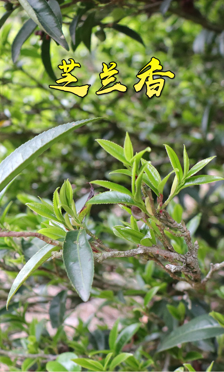 Miniatura: ZhiLanXiang Dancong, Phoenix Dancong Oolong Tea Wholesale