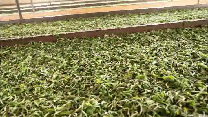 Miniaturbild: Silver Silk Tea/Yunnan Green Tea