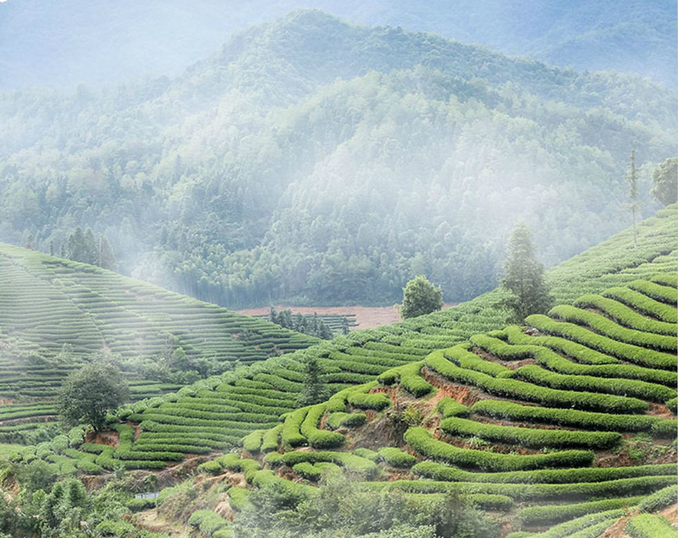 Thumbnail: Yong Chuan Xiu Ya Green Tea, High-end Handmade Green Tea