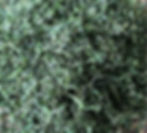 Miniatura: GuiPing Xishan Tea/GuiPing Western Mountain Tea