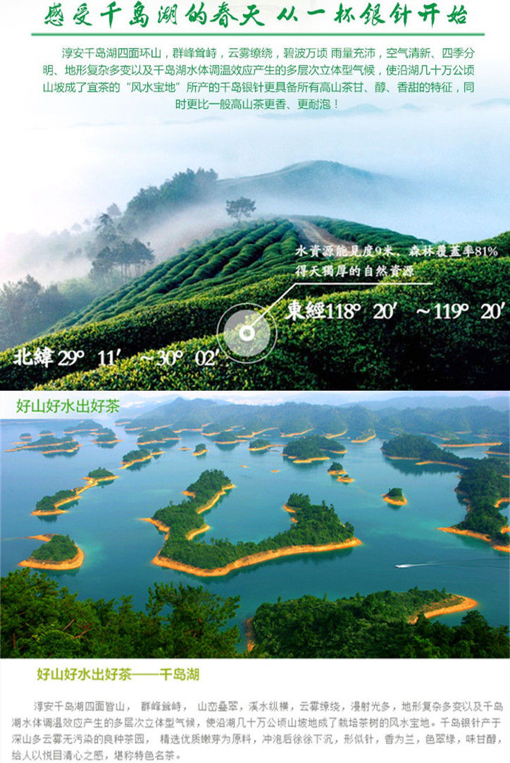 Miniatura: QianDao Lake Silver Needle Tea /QianDao Yinzhen Tea,Zhejiang Green Tea Wholesale