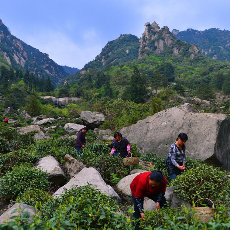Miniature : Mt.Jiuhua Buddha Tea/Jiuhua Fo Cha,Anhui Green Tea