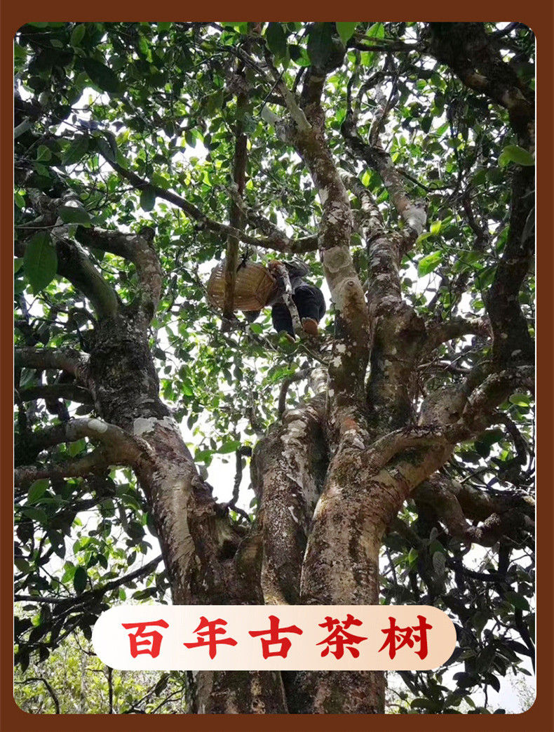 Miniatura: Pu-erh Tea Cake/Pu-erh Qi-Zi Bing Wholesale