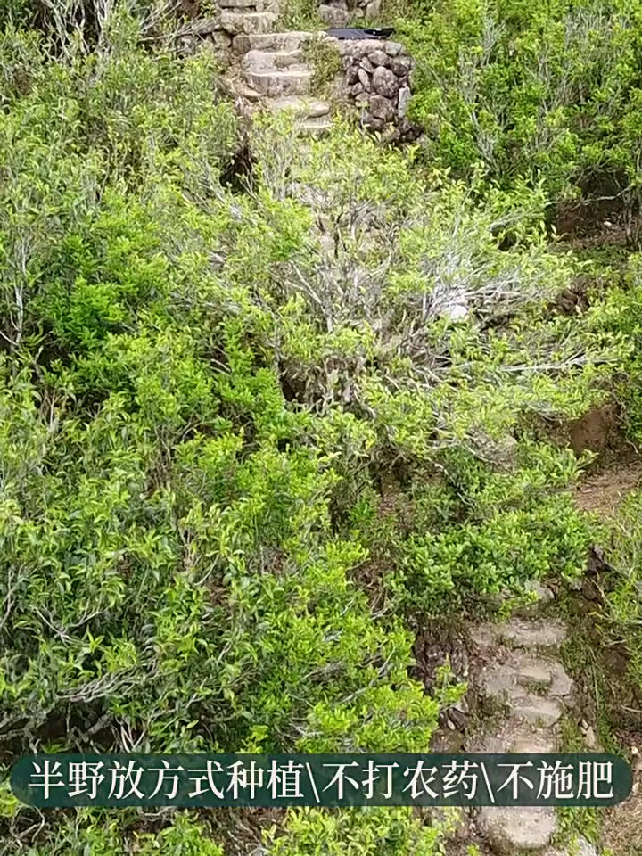 Thumbnail: Rare Tea & High-end Tea of Fenghuang Dancong Oolong Tea