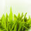 Thumbnail: Zhu Ye Qing Tea/E-mei Mountain Que She Tea, High-end Handmade Green Tea