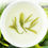 Miniature : Xiu Ning Song Luo Tea / Anhui Green Tea
