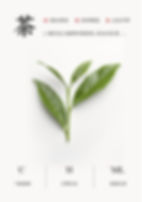 Miniaturbild: Dong Fang Mei Ren Tea/Oriental Beauty Tea (Originating in Fujian)