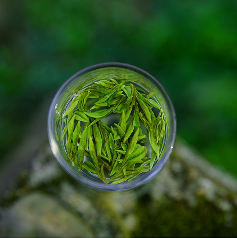 Miniatura: Gu Zhu Zi Sun Tea/Changxing Zi Sun Tea, Zhejiang Green Tea