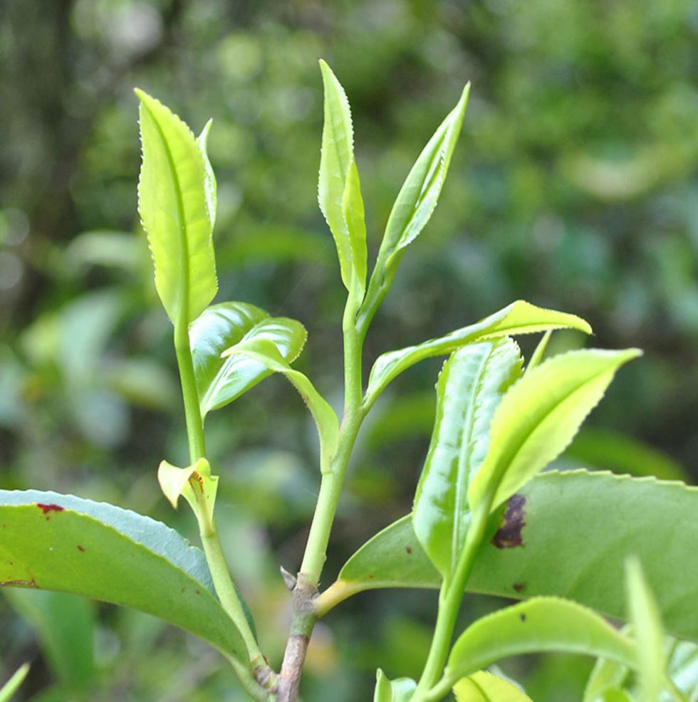 Thumbnail: Fenghuang Dancong Oolong Tea