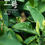Thumbnail: Anji White Tea, High-end Handmade Green Tea