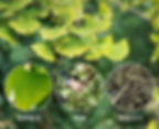 Thumbnail: Gingko Tea,Chinese Herbal Tea Wholesale