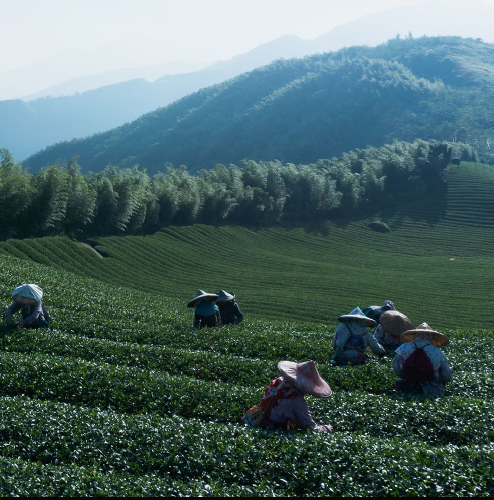 Thumbnail: Jinxun Milky Oolong Tea, Taiwan High Mountain Oolong Tea