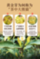 Miniaturbild: Huang Jin Ya Tea(Golden Sprouts) ”Panda in Teas", Zhejiang Green Tea Wholesale