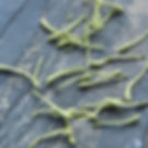 Thumbnail: Honeysuckle flower,Chinese Herbal Tea Wholesale