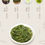 Miniature : Wang Hai Tea/NingHai Wang Hai Tea, Zhejiang Green Tea