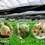 Миниатюра: Epipremnum Aureum Flower/Lv Luo Hua/, Chinese Herbal Tea Wholesale