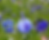 Thumbnail: Cornflower,Chinese Herbal Tea Wholesale
